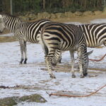 Von Zoos und Kirchen