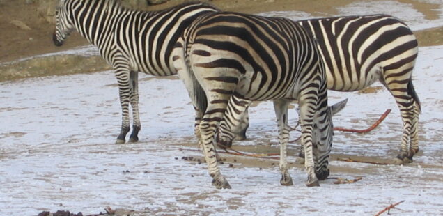 Von Zoos und Kirchen